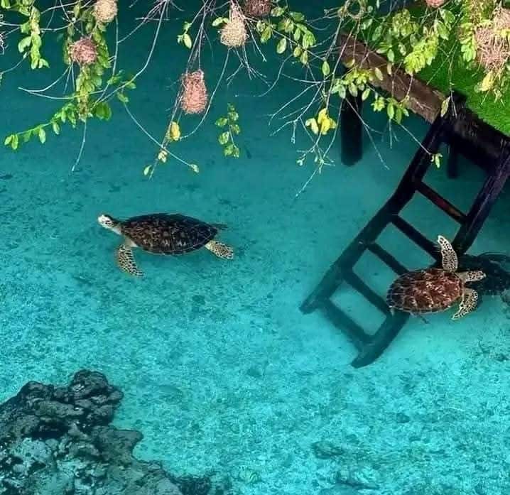 Nungwi Aquarium (Mnarani)