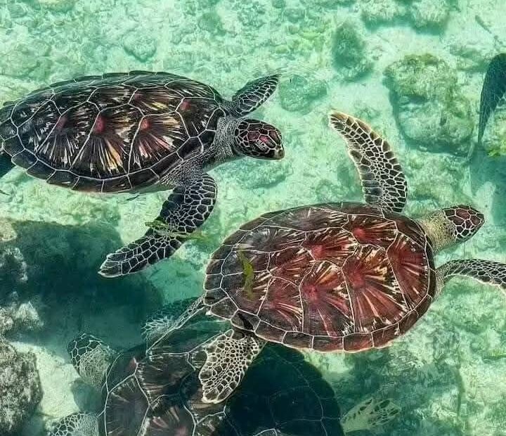 Nungwi Aquarium (Mnarani)