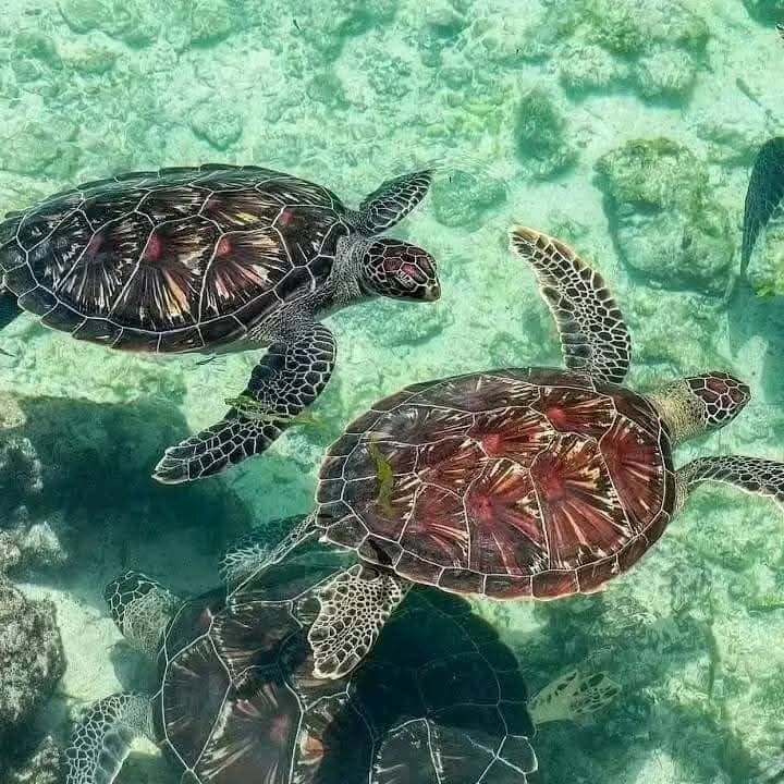 Nungwi Aquarium (Mnarani)