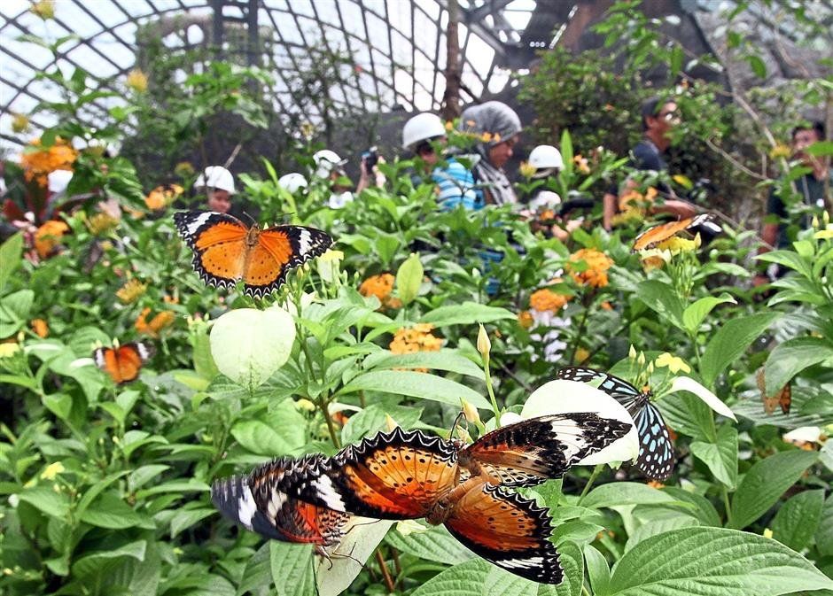 Zanzibar Butterfly Centre