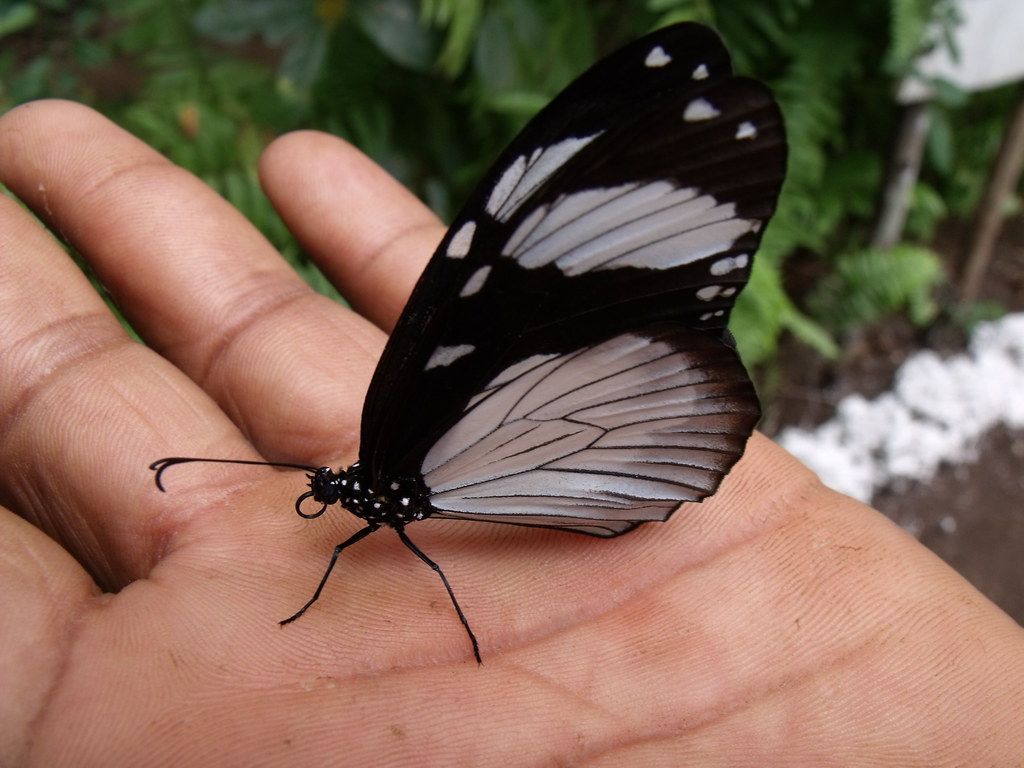 Zanzibar Butterfly Centre