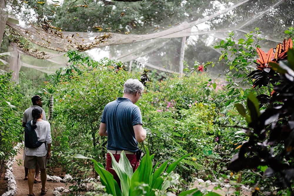 Zanzibar Butterfly Centre