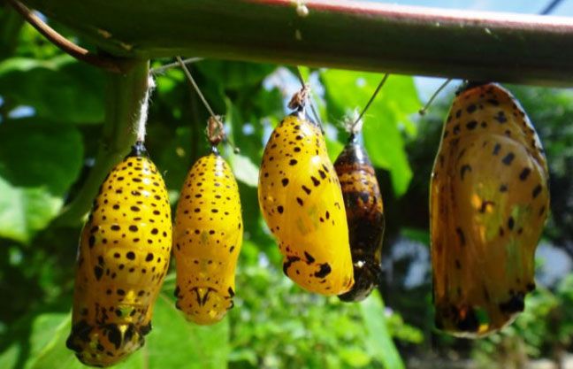 Zanzibar Butterfly Centre