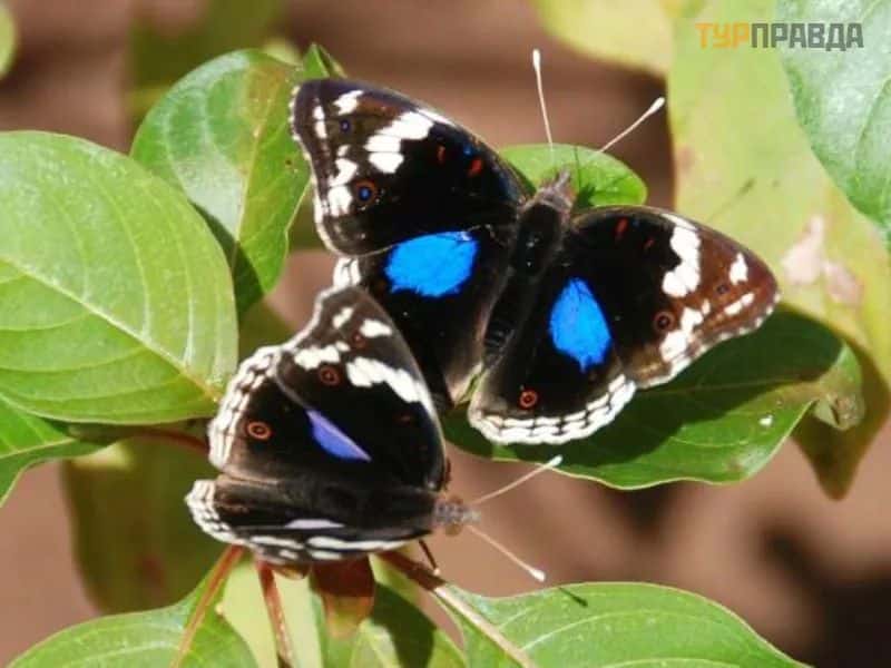 Zanzibar Butterfly Centre