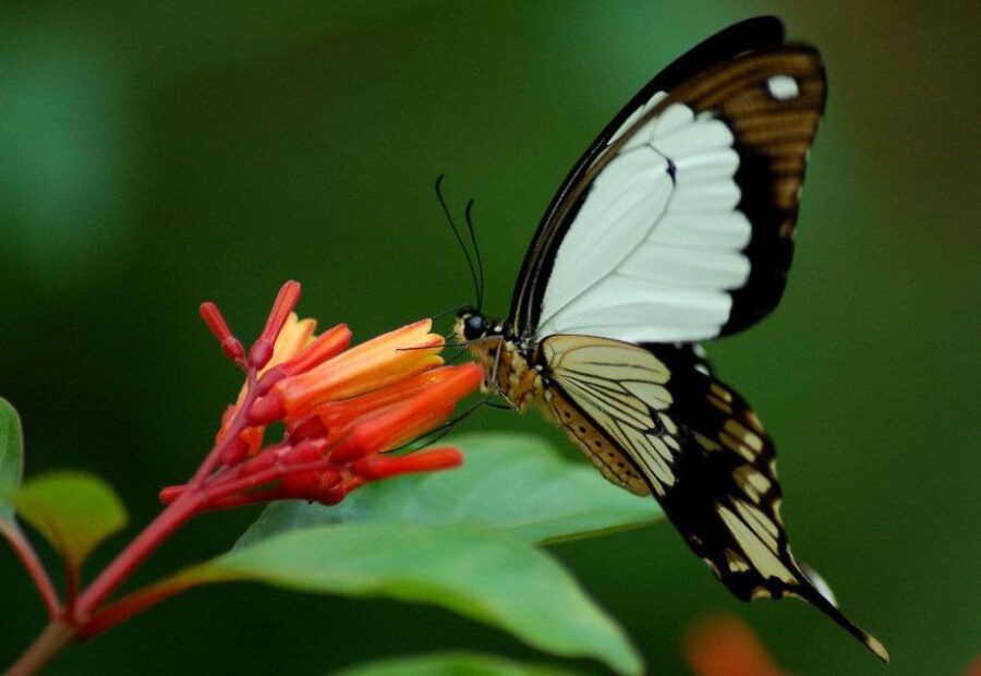 Zanzibar Butterfly Centre