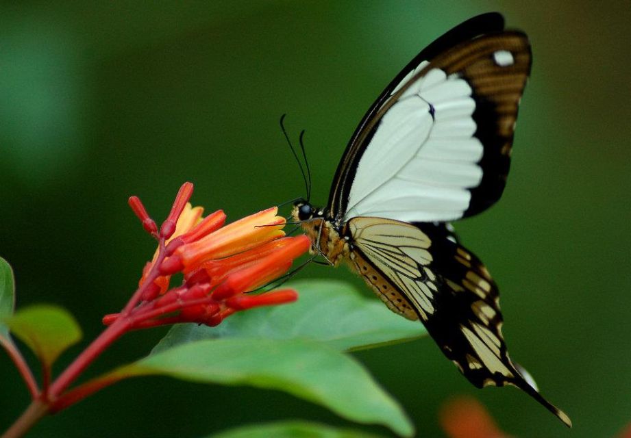 Zanzibar Butterfly Centre