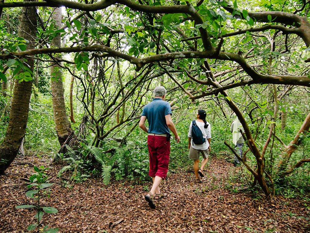 Jozani Forest