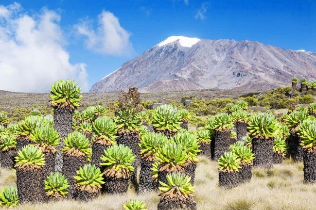 Mount Kilimanjaro National Park