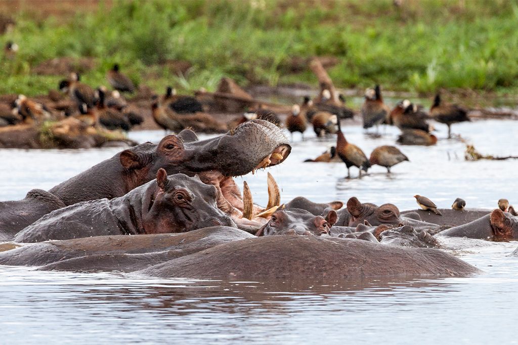 Lake Manyara National Park