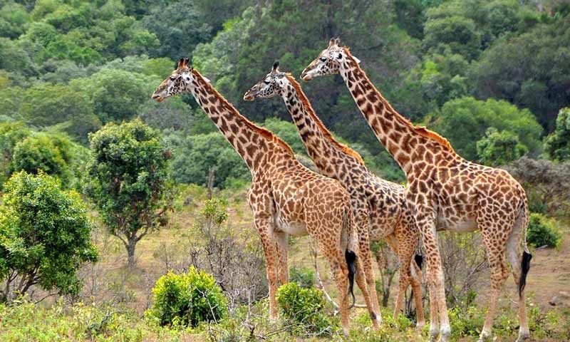 Lake Manyara National Park