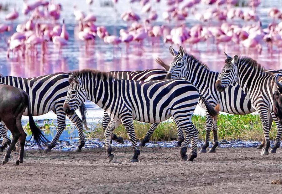 Lake Manyara National Park