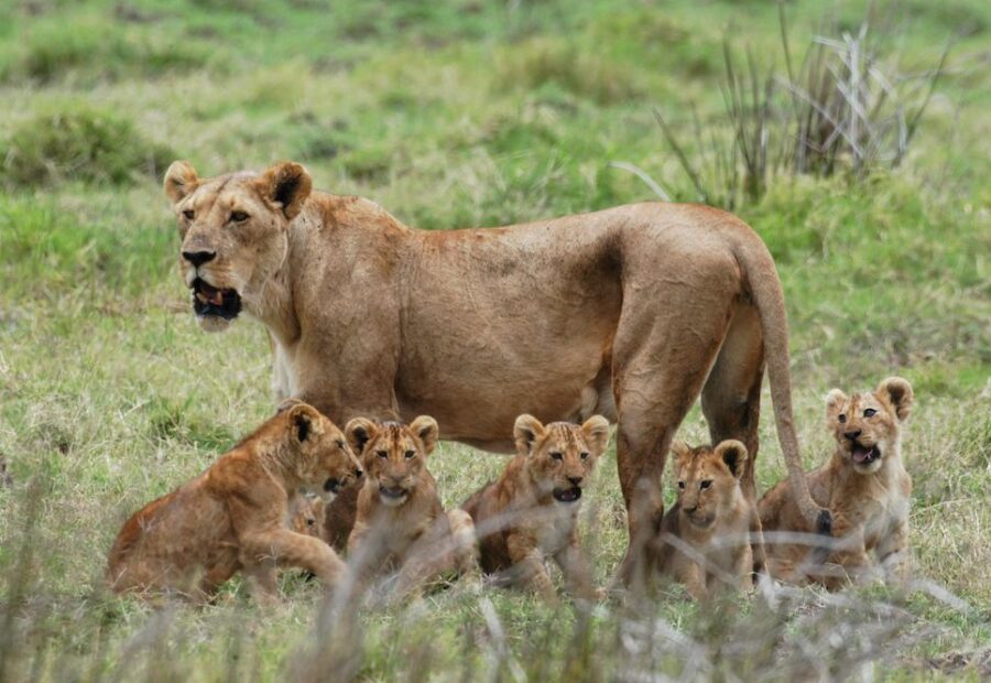 2 Days / 1 Night Mikumi National Park Safari