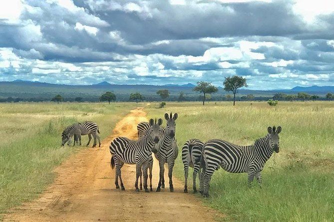 Mikumi Day Trip Safari from Zanzibar