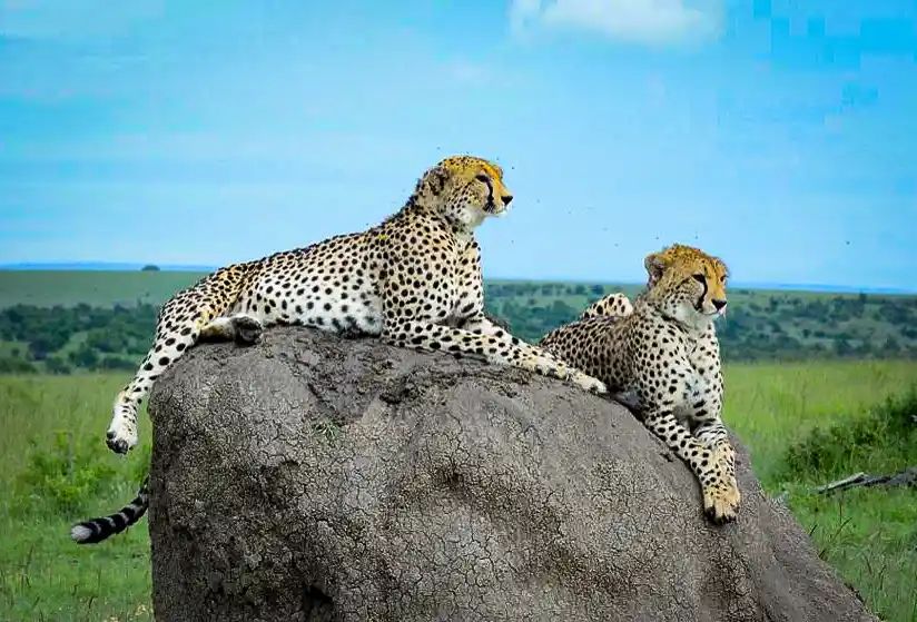 Mikumi Day Trip Safari from Zanzibar