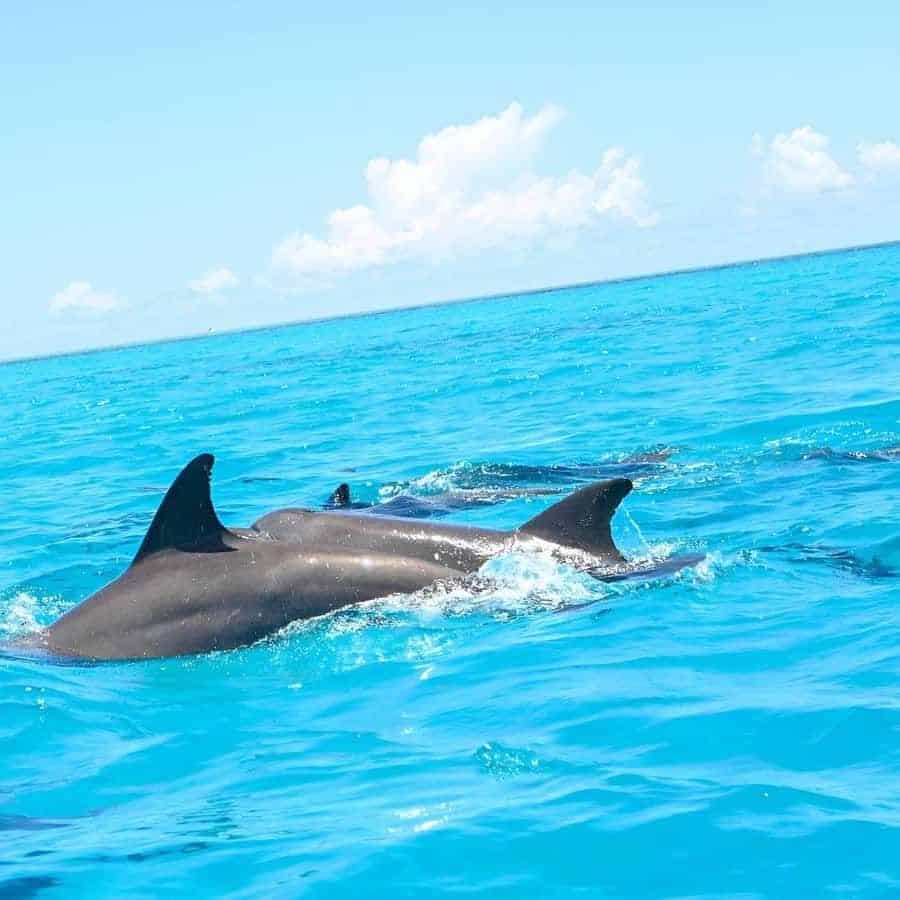 Mnemba Dolphin & Snorkeling Tour