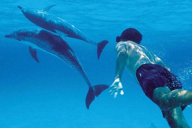 Mnemba Dolphin & Snorkeling Tour