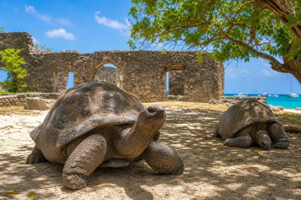 Prison Island Tour