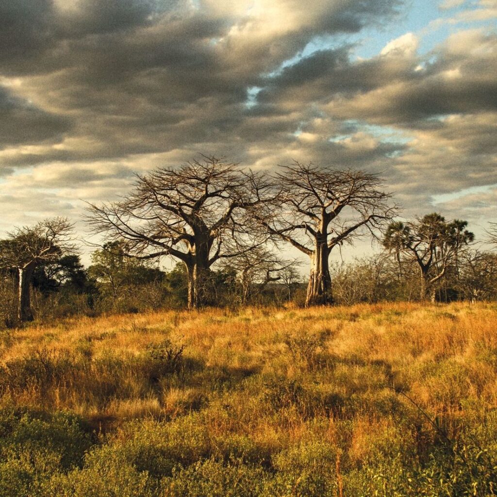 Ruaha National Park