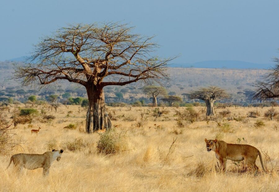 Ruaha National Park