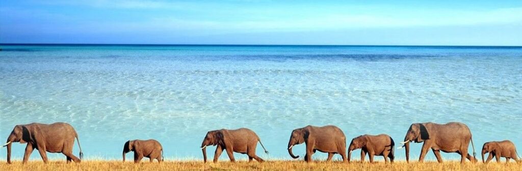 Saadani Day Trip Safari by Boat from Zanzibar
