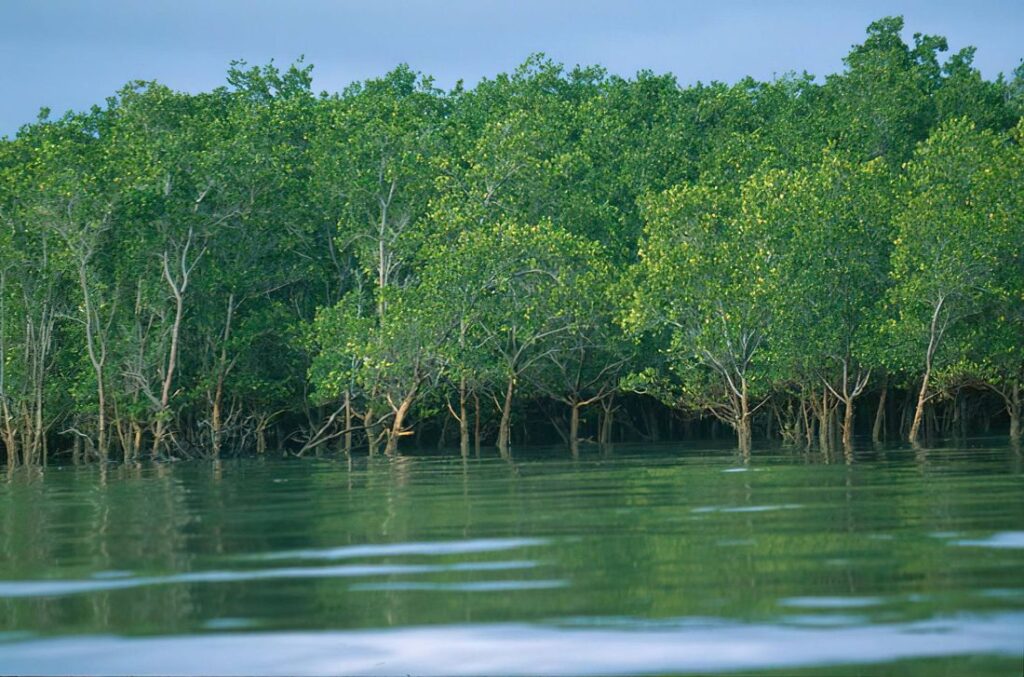 Saadani Day Trip Safari by Boat from Zanzibar