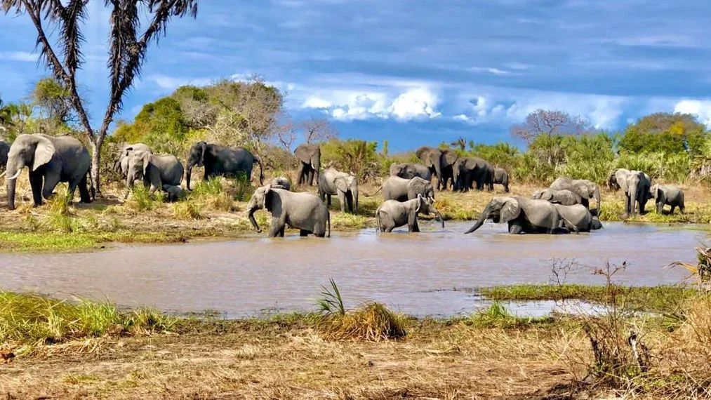 Saadani Day Trip Safari by Boat from Zanzibar