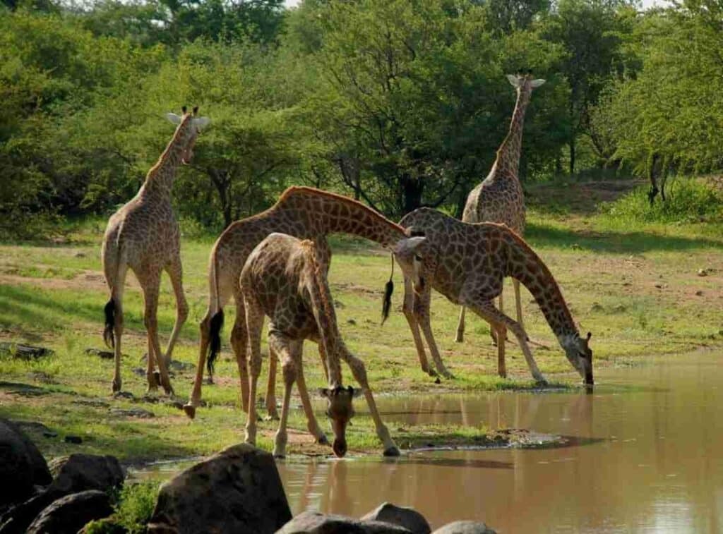 Saadani Day Trip Safari by Boat from Zanzibar