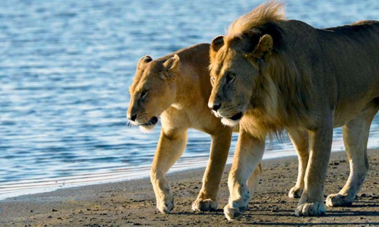 Saadani Day Trip Safari by Boat from Zanzibar