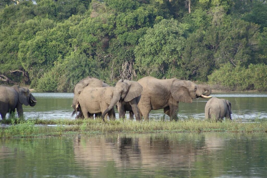 Selous (Nyerere) Day Trip Safari from Zanzibar