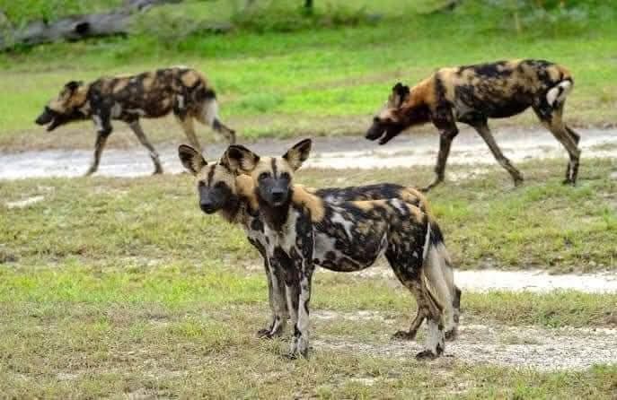 2 Days Selous / Nyerere National Park Safari
