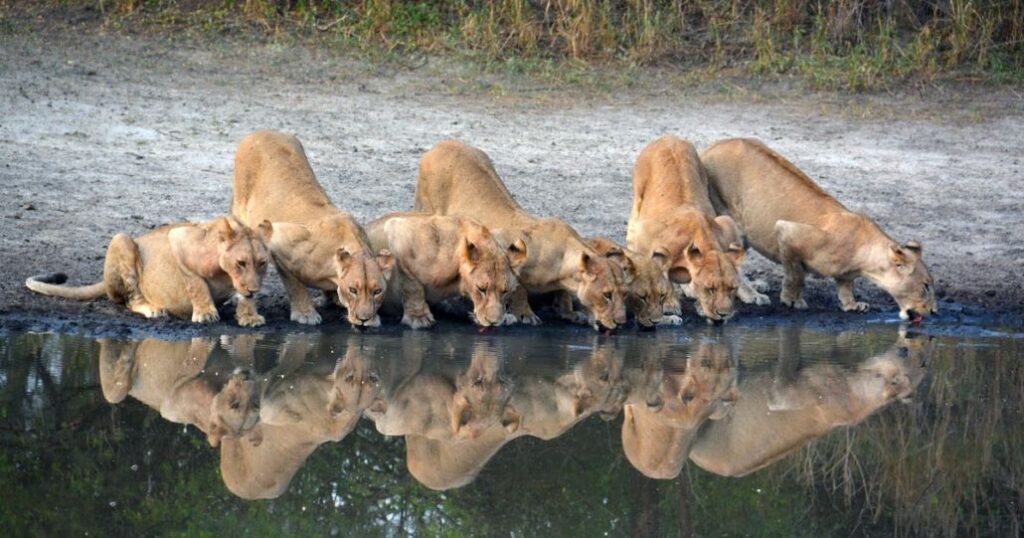 Selous (Nyerere) Day Trip Safari from Zanzibar