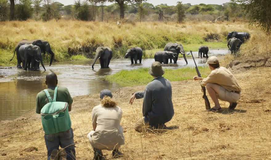 Selous (Nyerere) Day Trip Safari from Zanzibar