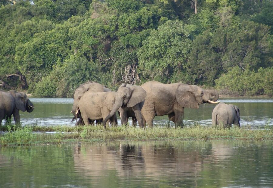 Selous (Nyerere) Day Trip Safari from Zanzibar