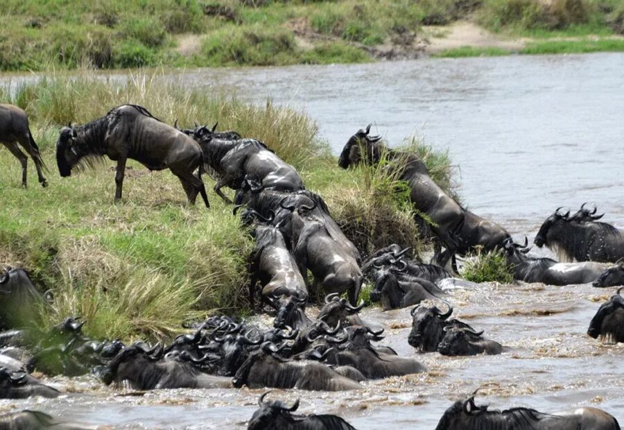 3 Days / 2 Nights Serengeti Safari from Zanzibar