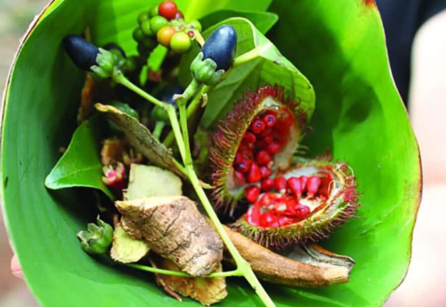 Spice Farms Tour