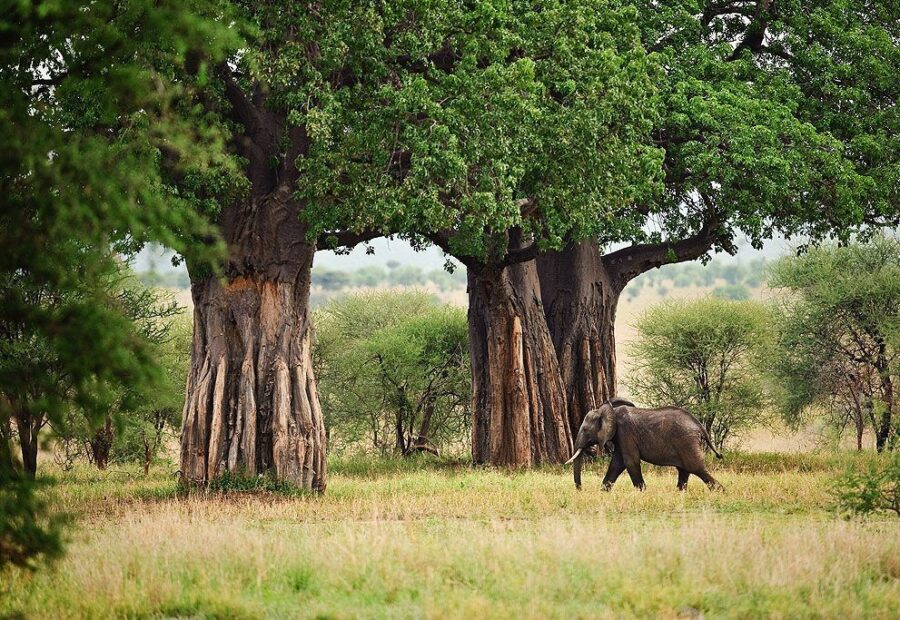 2 Days / 1 Night Tarangire Safari from Zanzibar