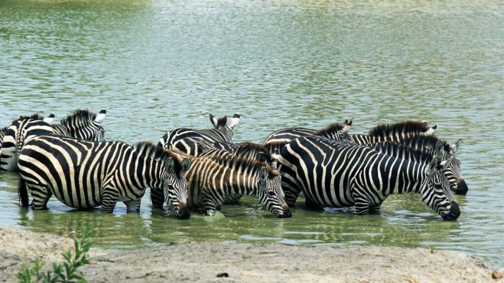 Tarangire National Park