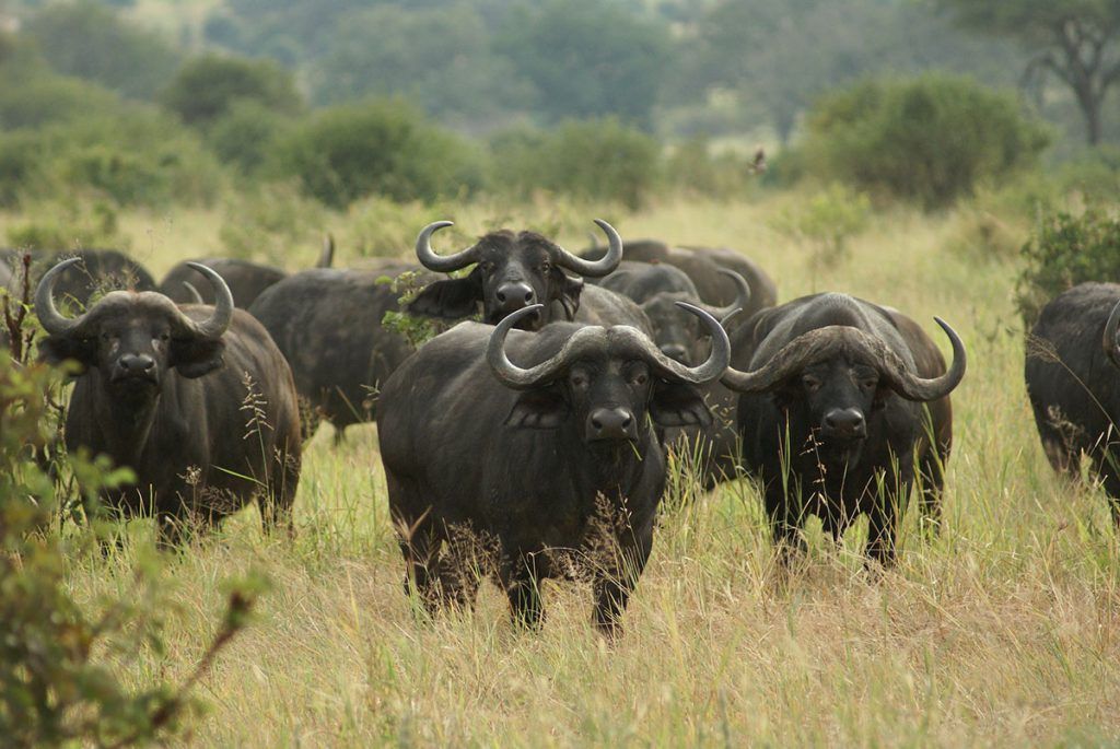 Tarangire National Park